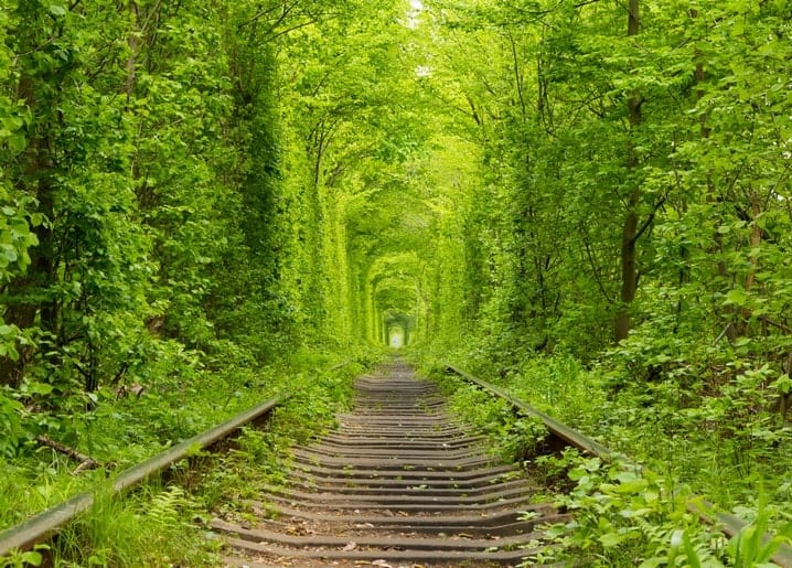 Grüner Baumtunnel über alten Bahngleisen — der Tunnel der Liebe