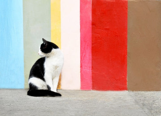 Black-and-white tuxedo cat sitting in profile against a colorful striped wall
