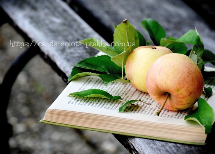 Two apples and green leaves resting on an open book on a wooden bench