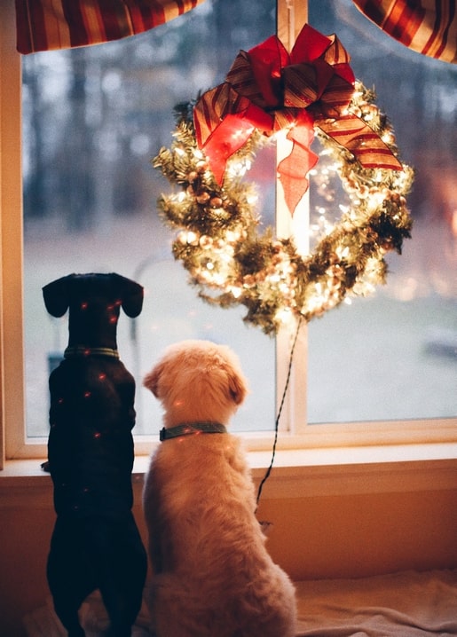 Dark dachshund and cream puppy on a windowsill under a lit Christmas wreath with red ribbon