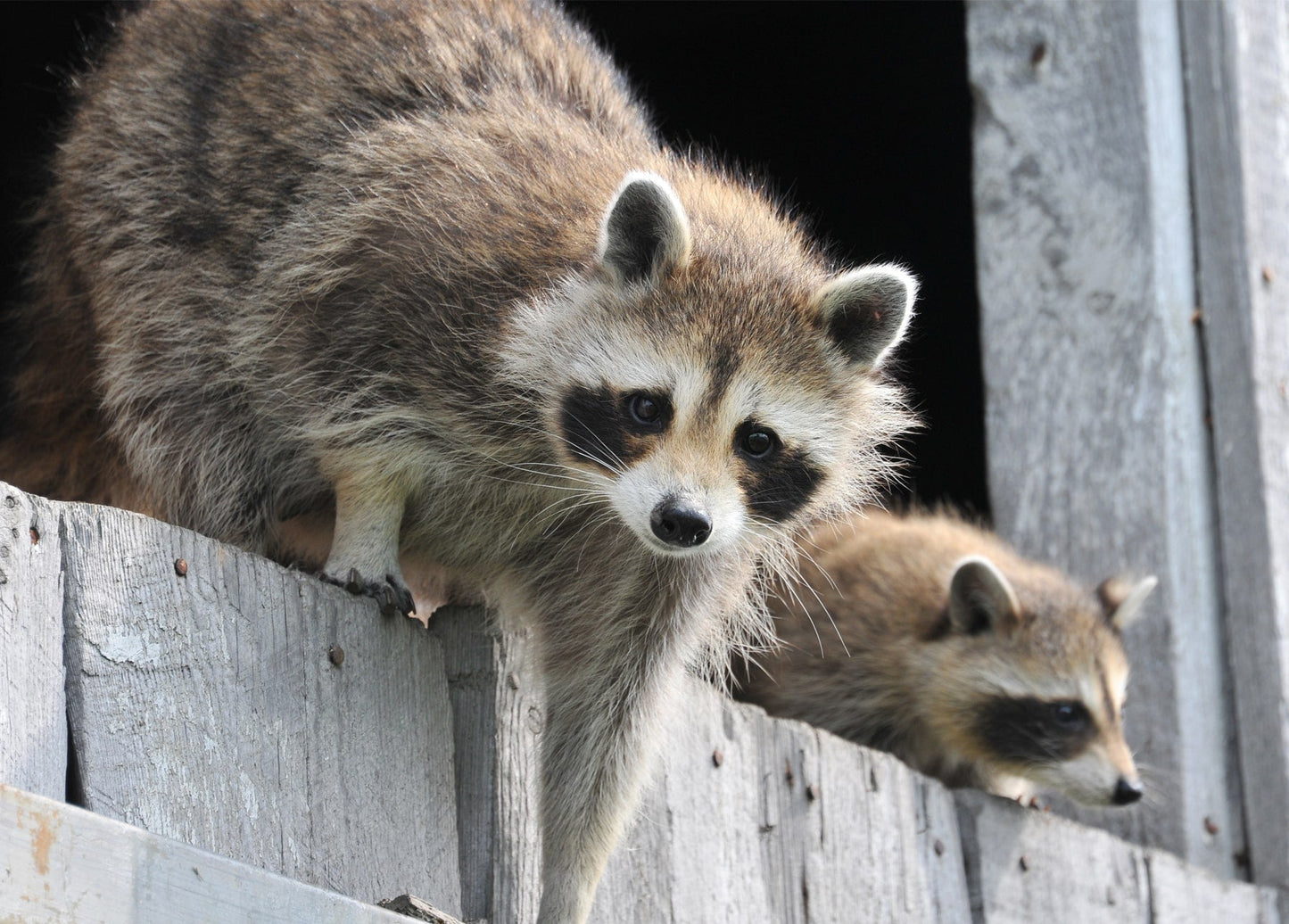 Ein Waschbär beugt sich über einen Holzzaun, ein zweiter schaut dahinter hervor
