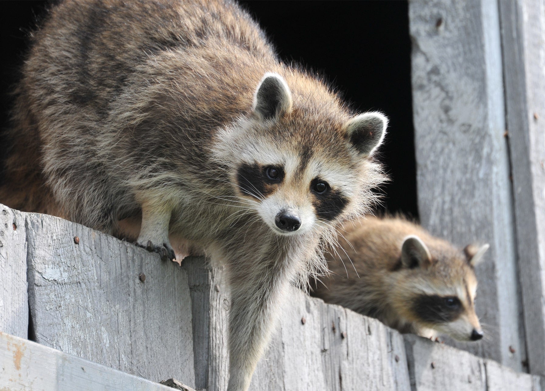 Ein Waschbär beugt sich über einen Holzzaun, ein zweiter schaut dahinter hervor