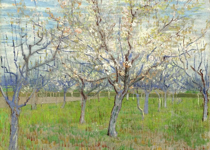 Ван Гог, «Білий сад» — сливові дерева в цвіту в саду Арля, 1888