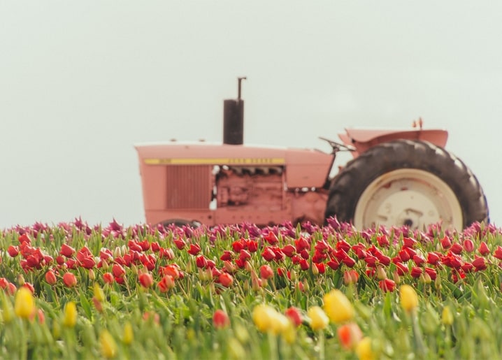Rosafarbener Oldtimer-Traktor hinter einem Feld roter und gelber Tulpen bei bewölktem Himmel