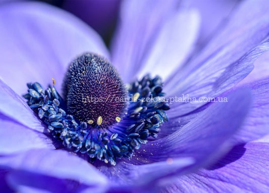 Makroaufnahme einer violetten Anemone mit samtiger Mitte und blauen Staubgefäßen.