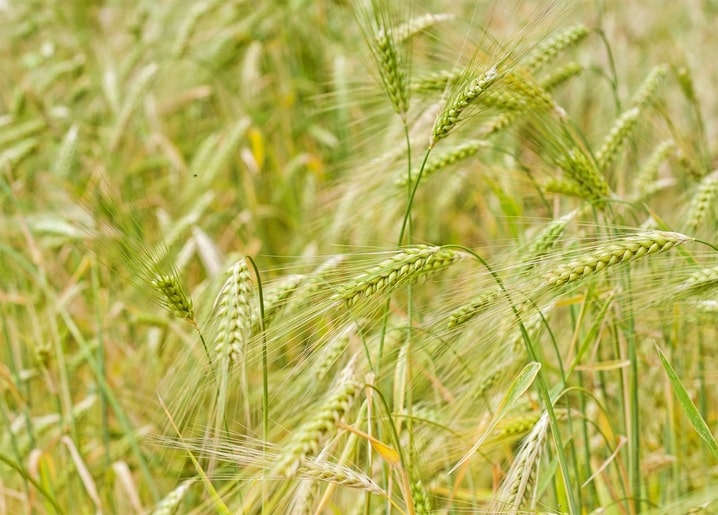 Nahaufnahme grüner Weizenähren auf einem sonnigen Sommerfeld