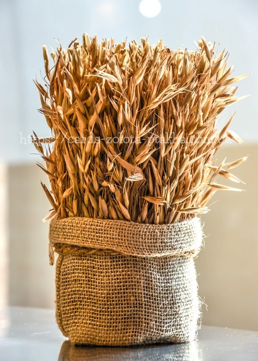 Bundled sheaf of golden wheat standing in a burlap sack