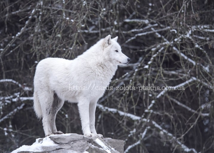 Weißer Polarwolf steht auf einem Felsen zwischen schneebedeckten Zweigen