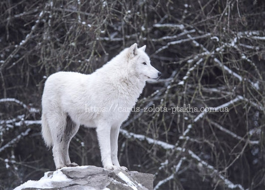 Weißer Polarwolf steht auf einem Felsen zwischen schneebedeckten Zweigen