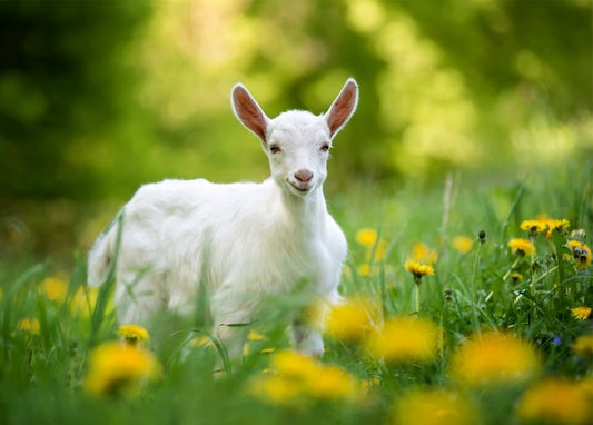 Weißes Ziegenkitz steht zwischen gelbem Löwenzahn auf einer grünen Wiese