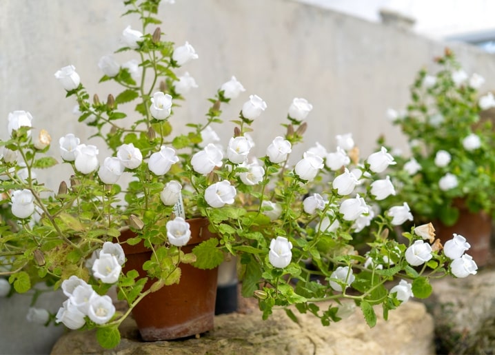 Weiße glockenförmige Blüten in Tontöpfen entlang einer sonnigen Steinmauer.