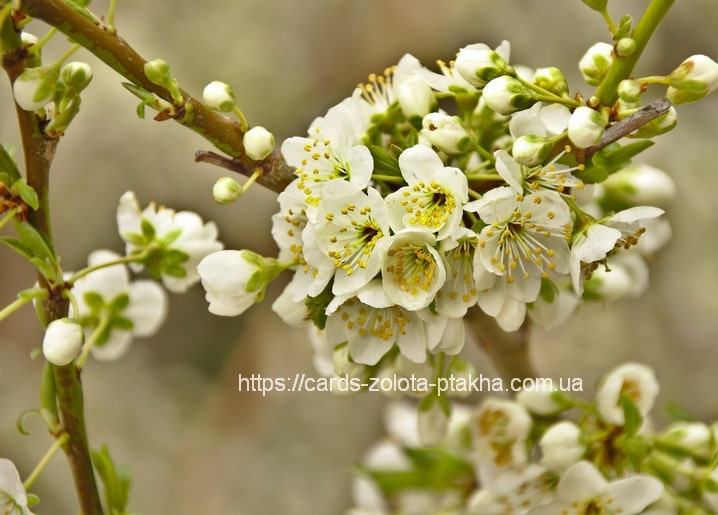 Close-up of white blossom flowers and buds on a spring tree branch