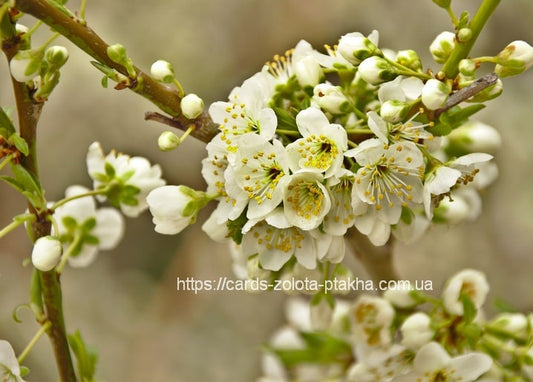 Nahaufnahme weißer Blüten und Knospen an einem Frühlingszweig