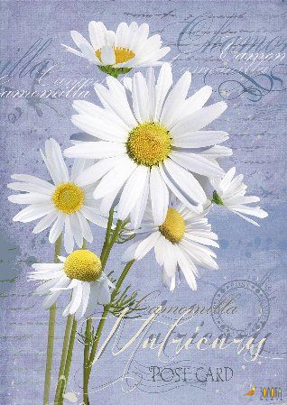 Postkarte mit weißen Kamillenblüten auf gedecktem blauem Grund
