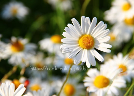 Weiße Margerite im Fokus vor einer sonnigen, unscharfen Blumenwiese