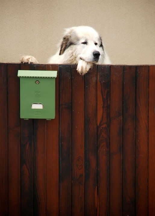 Fluffy white dog resting its paws on a fence beside a green mailbox