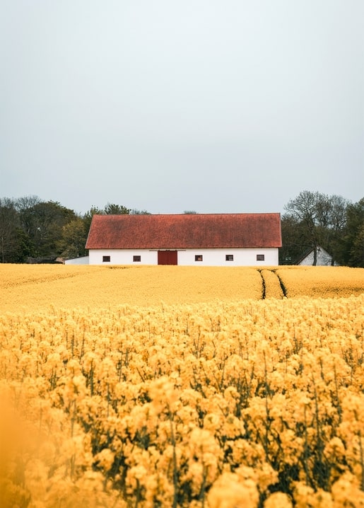 Weißes Bauernhaus mit rotem Ziegeldach hinter einem blühenden Rapsfeld