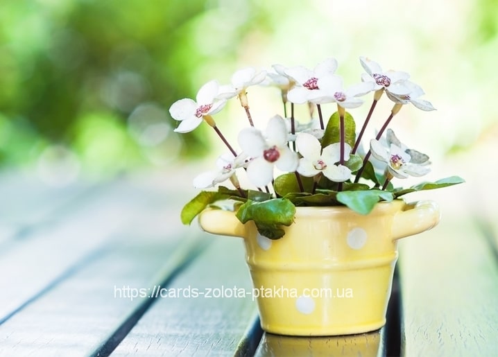 White star-shaped flowers in a yellow polka-dot pot on a wooden bench