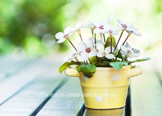 White star-shaped flowers in a yellow polka-dot pot on a wooden bench