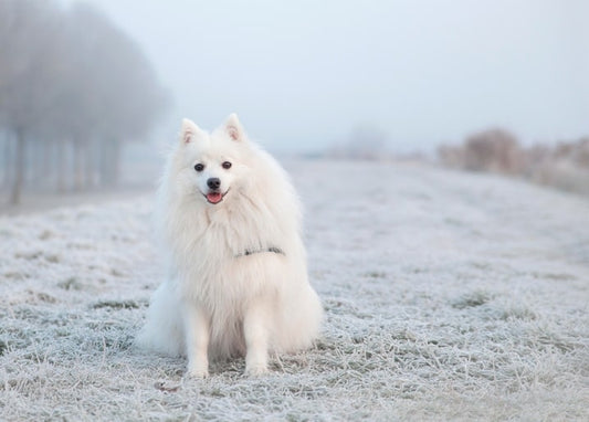 Fluffy white dog sitting in a frost-covered field on a foggy morning