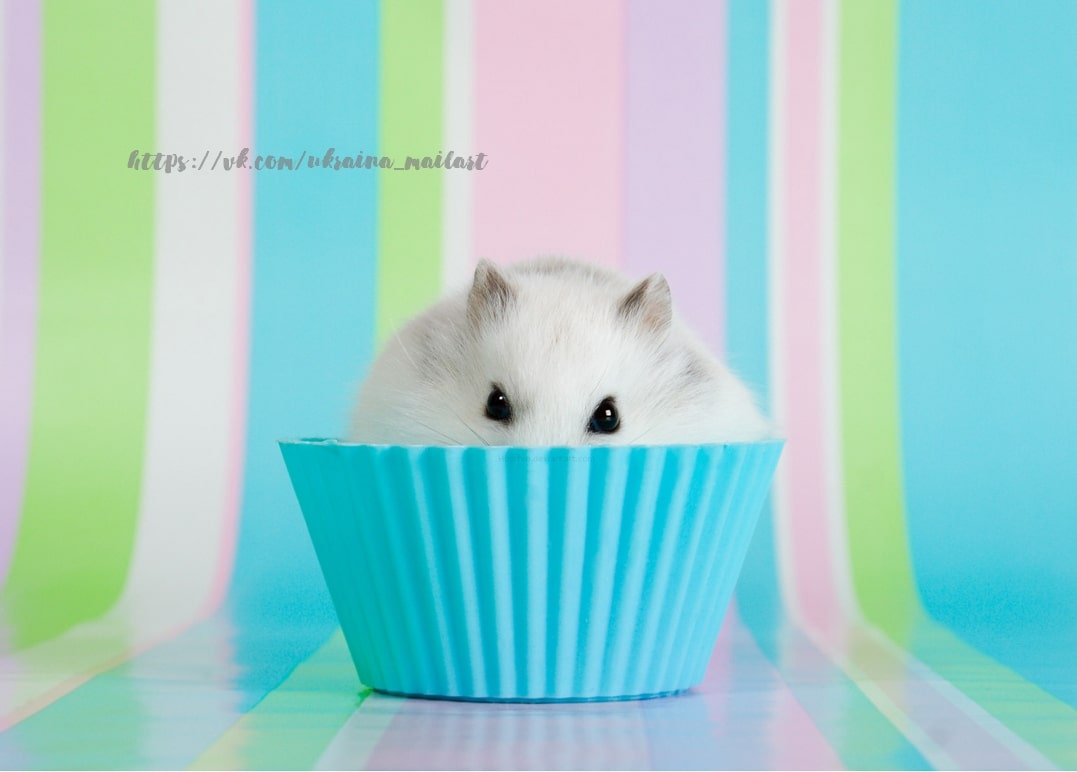 White hamster peeking out of a blue paper cupcake liner against pastel stripes