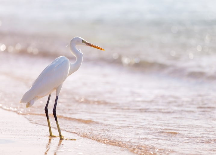 Weißer Reiher steht am Wellensaum eines sonnigen Sandstrands