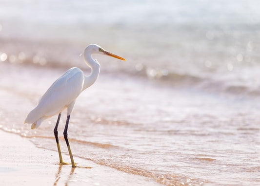 Weißer Reiher steht am Wellensaum eines sonnigen Sandstrands