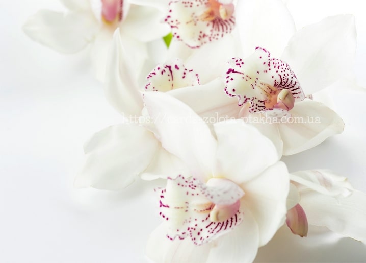 Nahaufnahme weißer Orchideenblüten mit tiefrosa gesprenkelter Mitte auf weißem Grund
