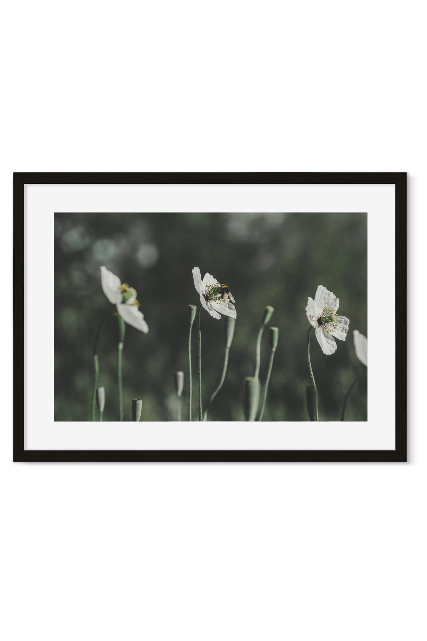 Close-up of white poppies with a bee resting in one bloom against dark green
