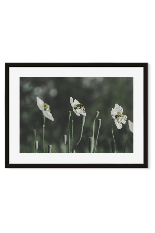Close-up of white poppies with a bee resting in one bloom against dark green