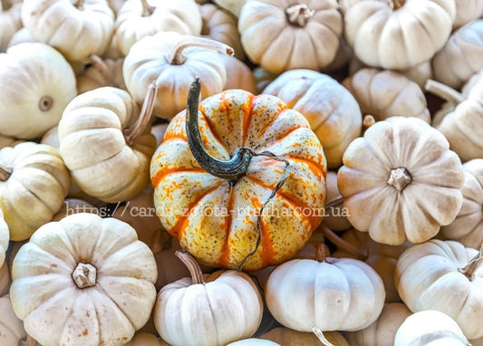 Pile of pale white pumpkins with one orange-striped pumpkin in the center