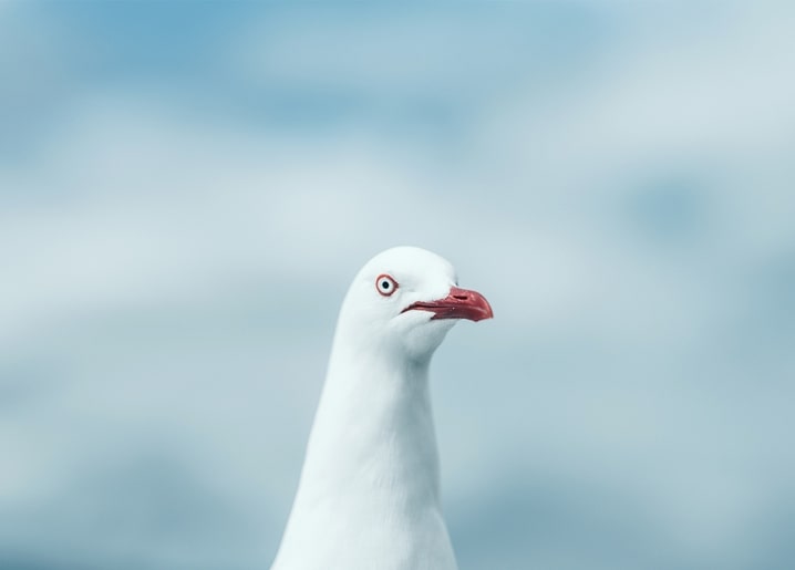 Close-up of a white seagull with a red beak against a blurred blue sky