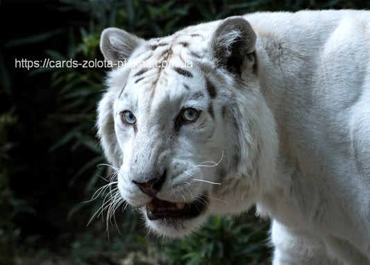 Nahaufnahme eines weißen Tigers mit eisblauen Augen vor dunklem Grün