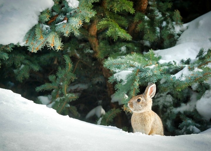 Wildkaninchen lugt unter schneebedeckten Fichtenzweigen hervor