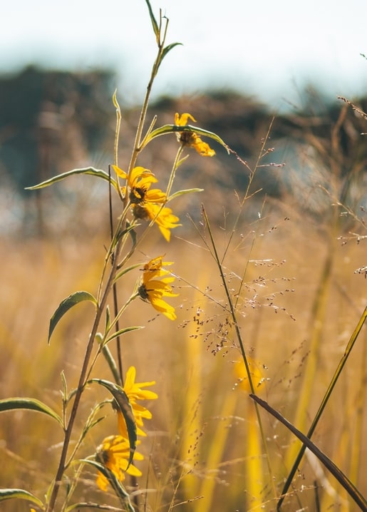 Wilde Sonnenblumen im Gegenlicht auf einer goldenen Wiese