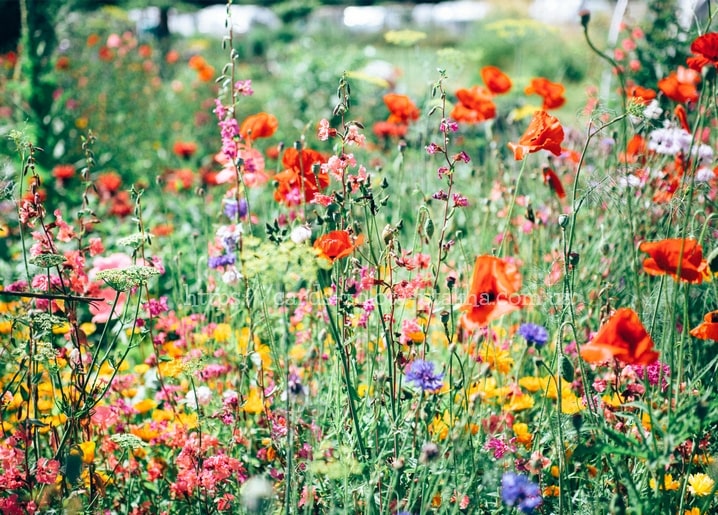 Wiesenblumen mit rotem Mohn, blauen Kornblumen und rosa Blüten im Sommerlicht
