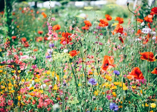 Wiesenblumen mit rotem Mohn, blauen Kornblumen und rosa Blüten im Sommerlicht