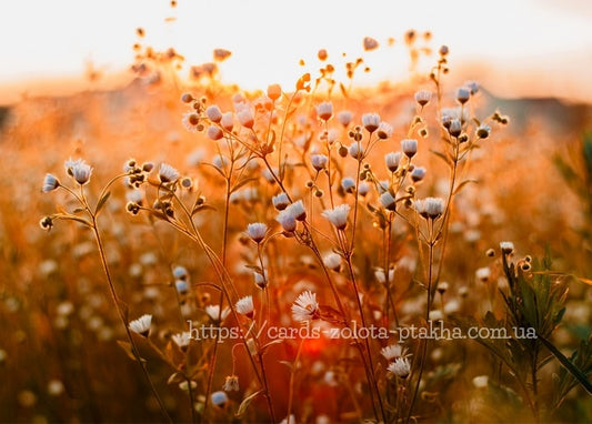 Small white wildflowers backlit by golden sunset light across an open autumn meadow.