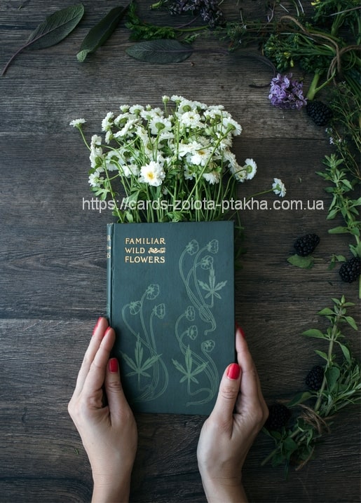 Zwei Hände halten ein altes Blumenbuch zwischen Salbeiblättern und reifen Brombeeren auf Holz