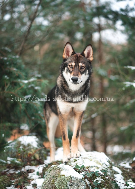 Wolfsähnlicher Hund steht wachsam auf schneebedecktem Felsen im Kiefernwald