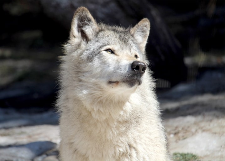 Porträtaufnahme eines Wolfs mit aufgestellten Ohren, der nach oben blickt