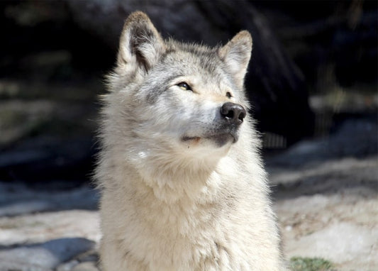 Porträtaufnahme eines Wolfs mit aufgestellten Ohren, der nach oben blickt