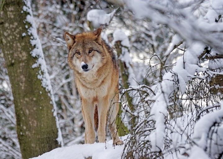Grey wolf standing among snowy branches, looking directly at the camera