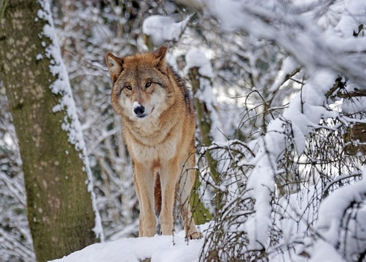 Grey wolf standing among snowy branches, looking directly at the camera