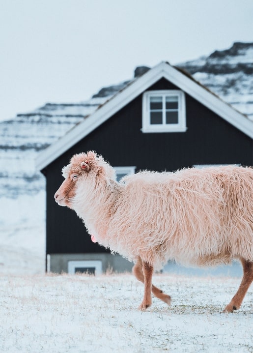 Zottiges Schaf läuft vor einem schwarzen Bauernhaus mit schneebedeckten Bergen im Hintergrund
