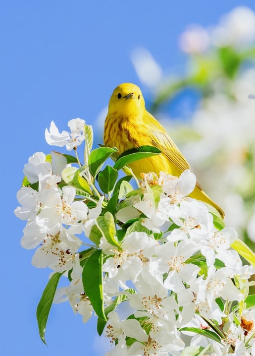 Small yellow bird perched among white blossoms against a clear blue sky