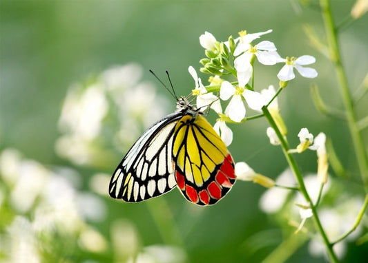 Gelb-schwarzer Schmetterling mit roten Flügelspitzen auf weißen Blüten