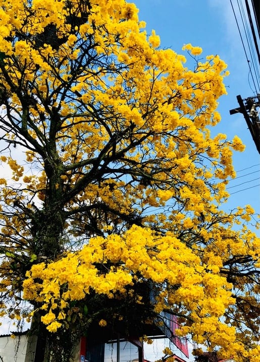 Tree in full golden yellow bloom against a clear blue sky