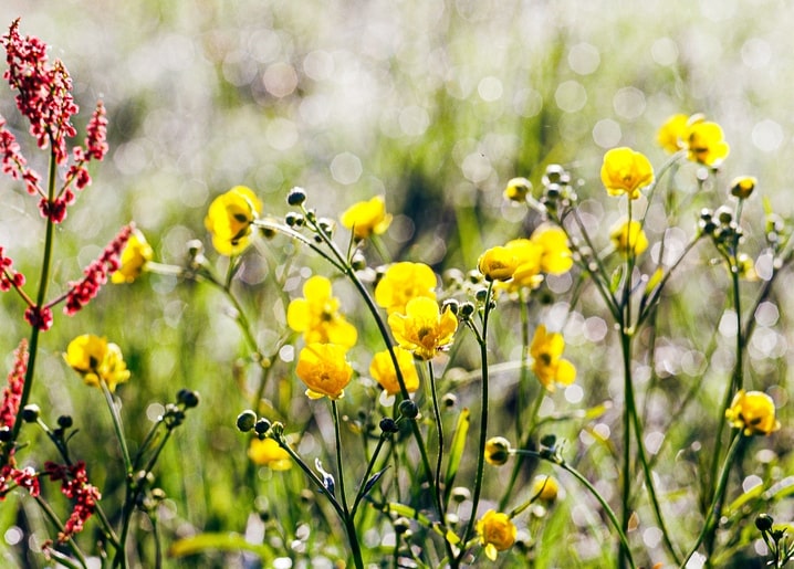 Yellow buttercup flowers in sunlight with a red sorrel spike and soft bokeh