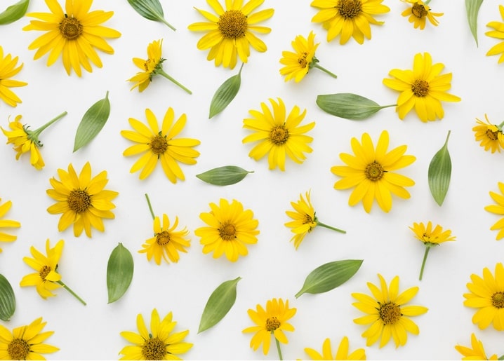 Yellow daisies and green leaves scattered in a flat lay on white background